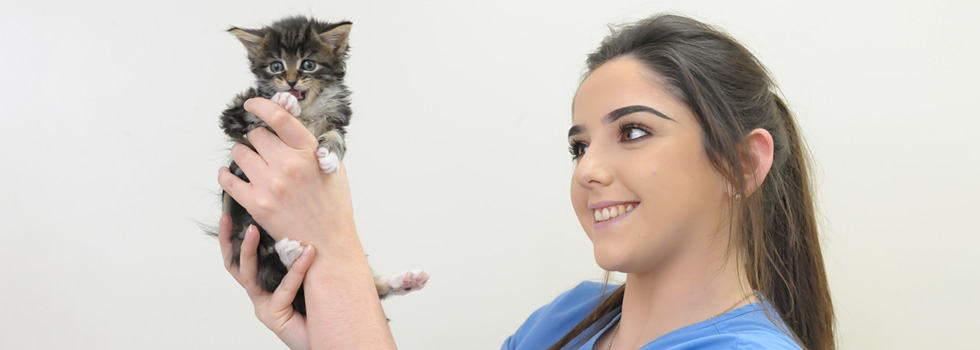 Kitten & Cat Vaccinations | Pet Vaccines | Peak Vets