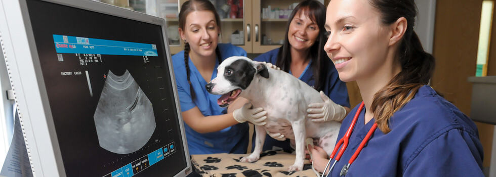 Dog Vaccinations in Sheffield | Peak Vets