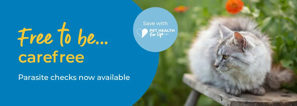 Flea Treatment for Dogs | Ticks & Worms | Peak Vets