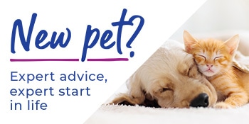 Puppy & Kitten Advice