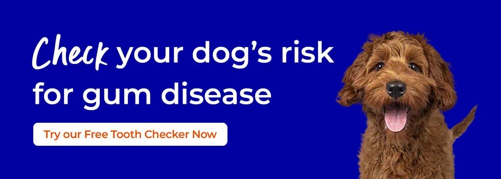 Dog Dental Care | Peak Vets