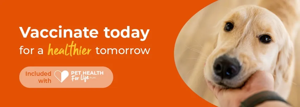 Kitten & Cat Vaccinations | Pet Vaccines | Peak Vets