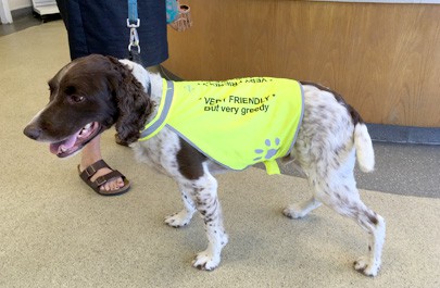 White and brown - vet friendly hi-viz