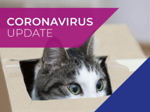 Coronavirus Updates Cat banner
