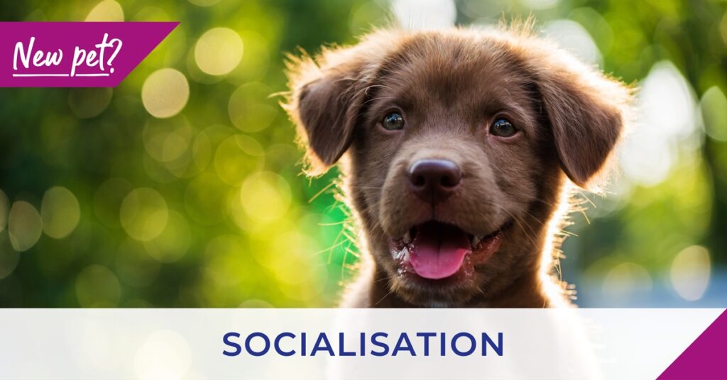 New pet - socialisation banner