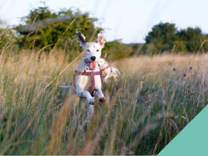 White dog running through field banner