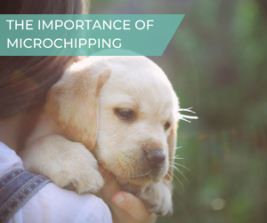 Importance of microchipping - puppy