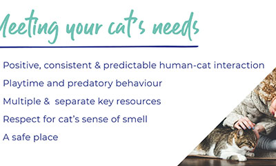 Caring for your cat – An owner’s guide