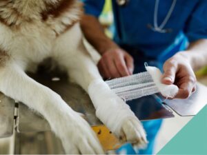 Basic pet first aid - dog with bandaged leg