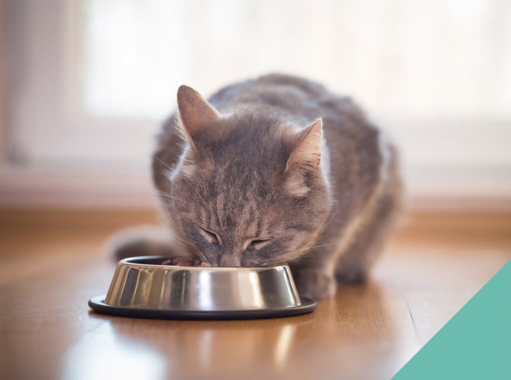 Introducing pets to your home - grey cat drinking from bowl