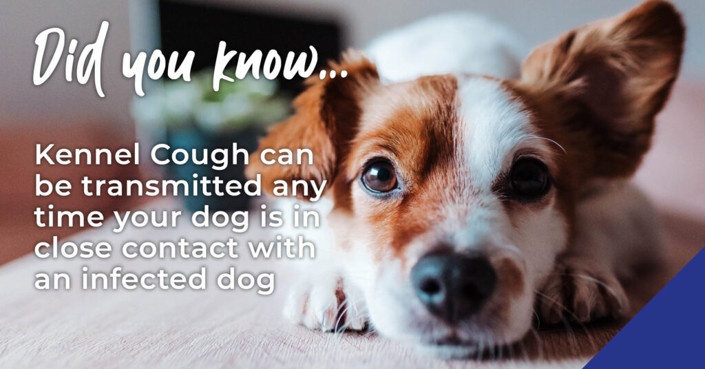 Kennel Cough - did you know banner
