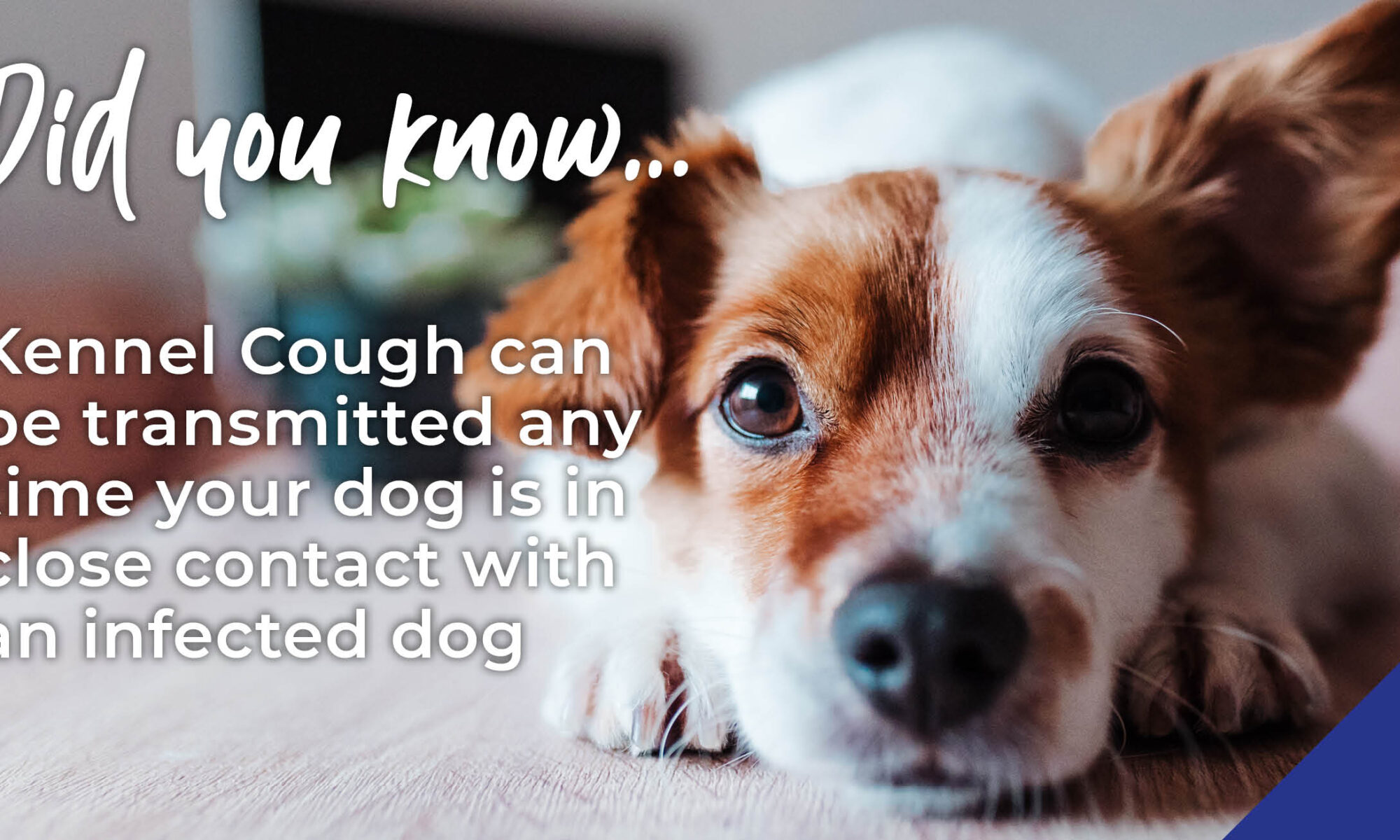 Protect your dog against Kennel Cough