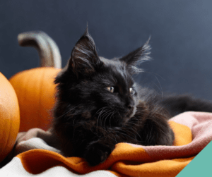 Halloween awareness - black cat with pumpkins