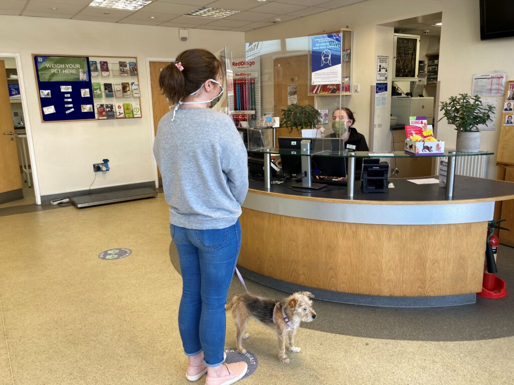 Vet receptionist appreciation day - Peak reception with dog waiting at desk