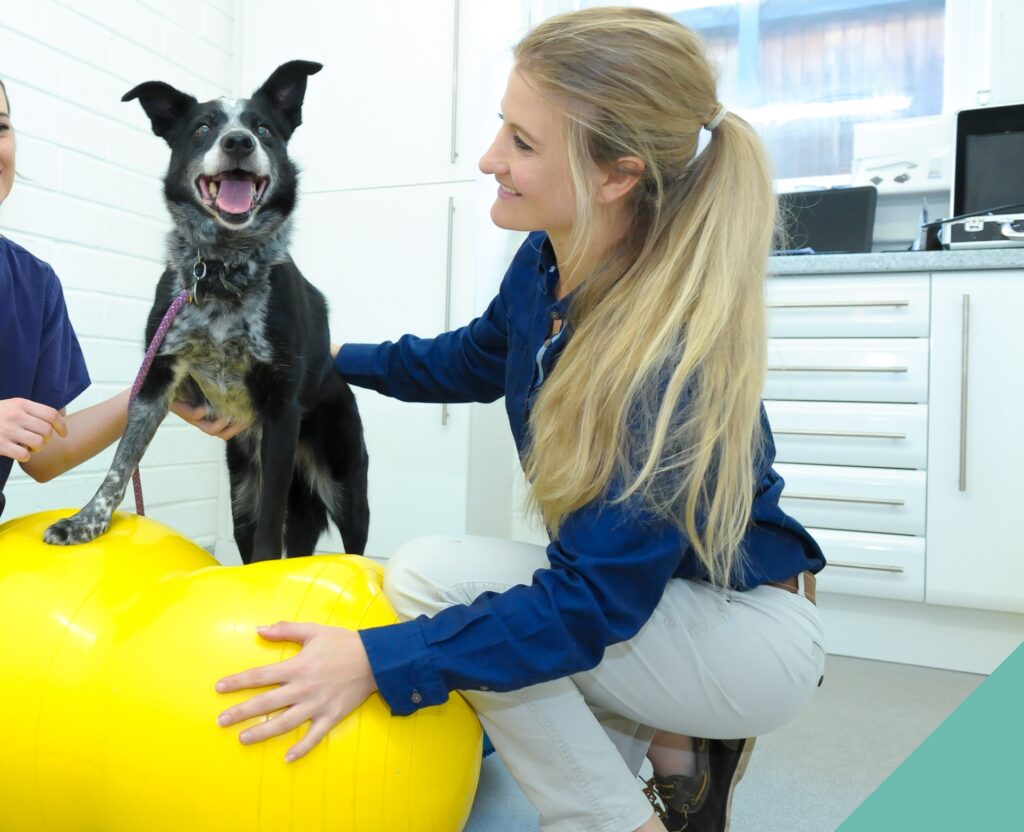 Senior pet physiotherapy - dog on physio ball