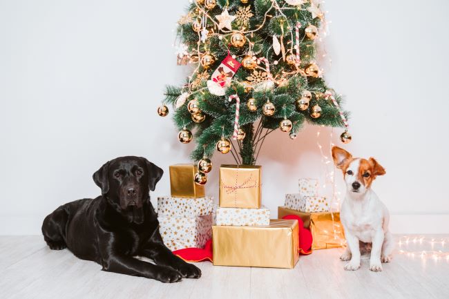 Holiday season 2020 open hours - dogs by christmas tree