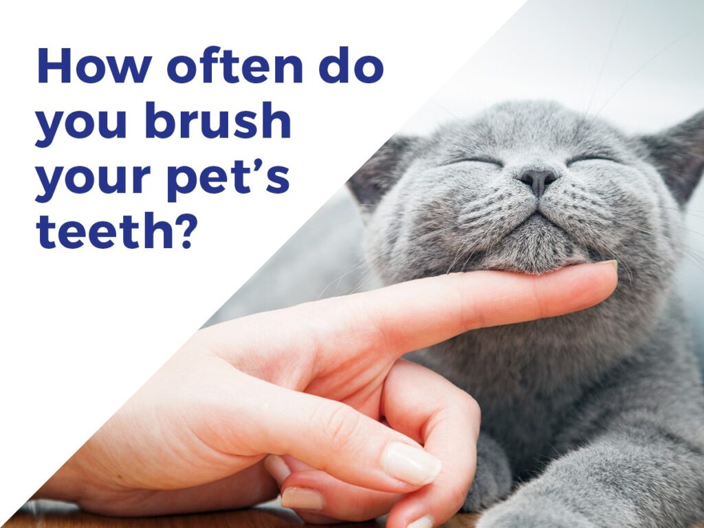 How often do you brush your pet's teeth? banner