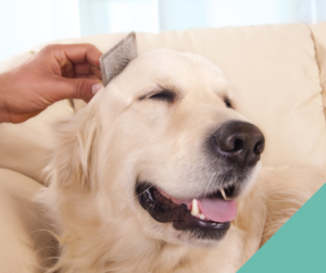 Advice on grooming your dog at home - white dog