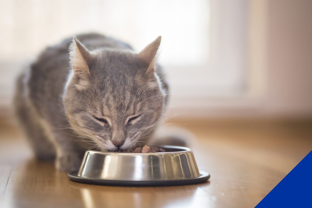 Nutritional advice for cats and dogs - grey cat drinking water from bowl