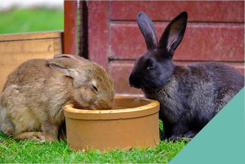 Rabbit dental - rabbits drinking water,brown and black