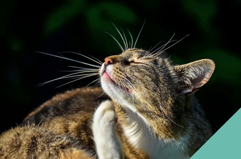 Flea, tick and worm prevention for cats - cat scratching