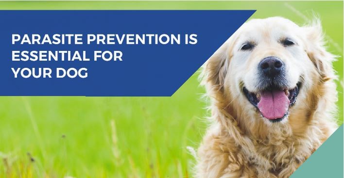 Parasite preventions essential for your dog banner