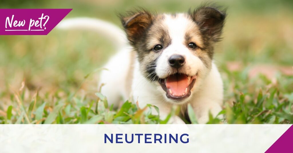 New pet - neutering - white puppy