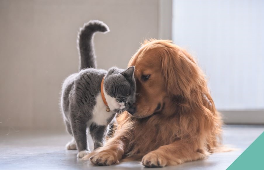 Importance of parasite prevention - grey cat and brown dog