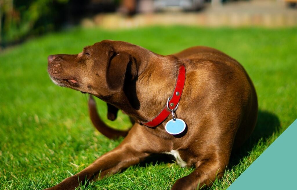 Bacterial skin infections for dogs - brown dog on grass