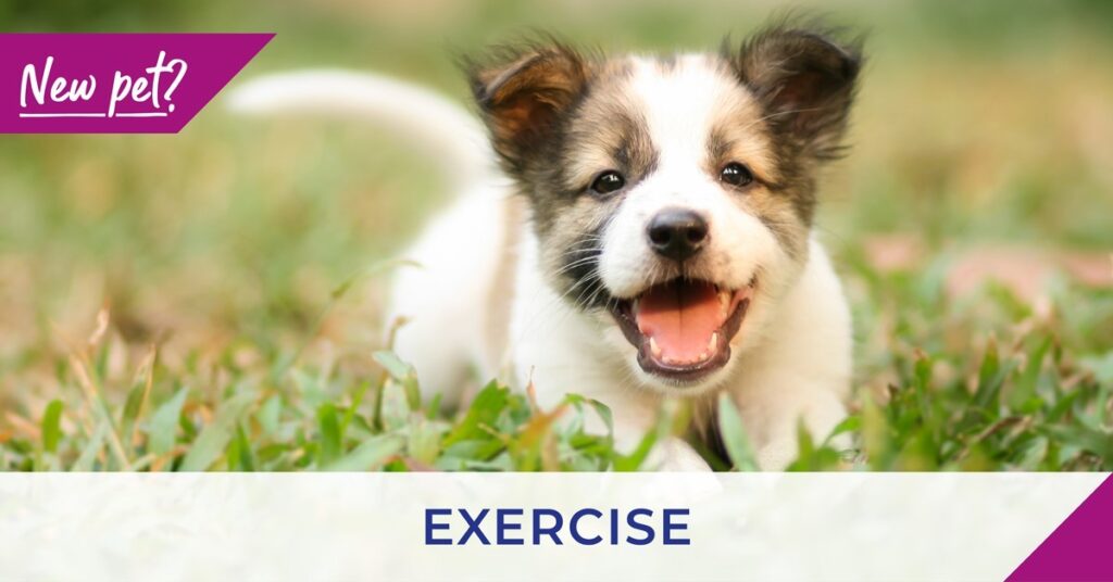 New pet - exercise - puppy banner