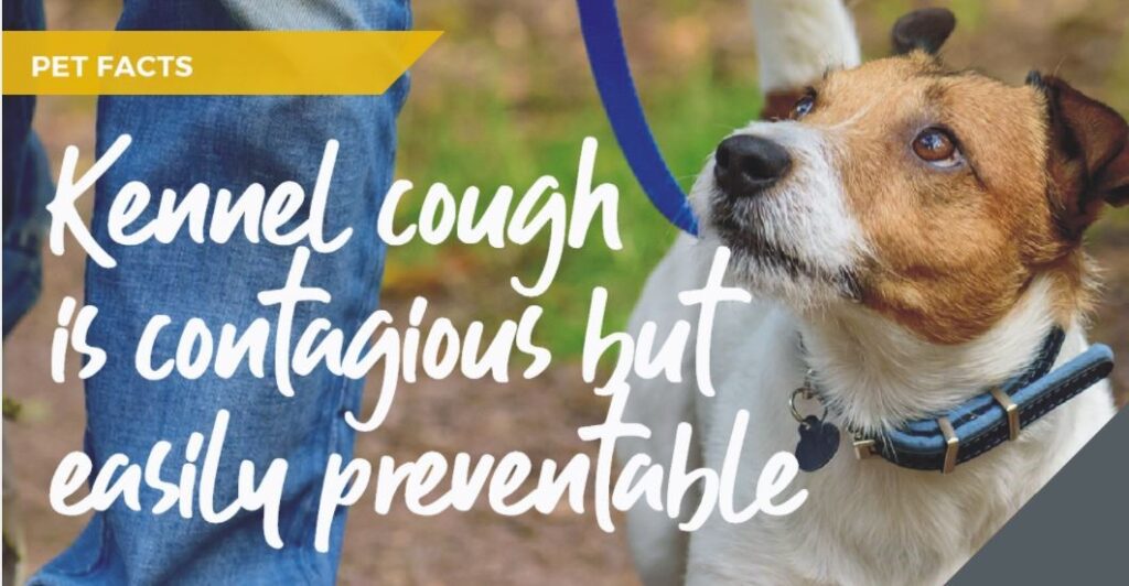 Pet facts - kennel cough banner