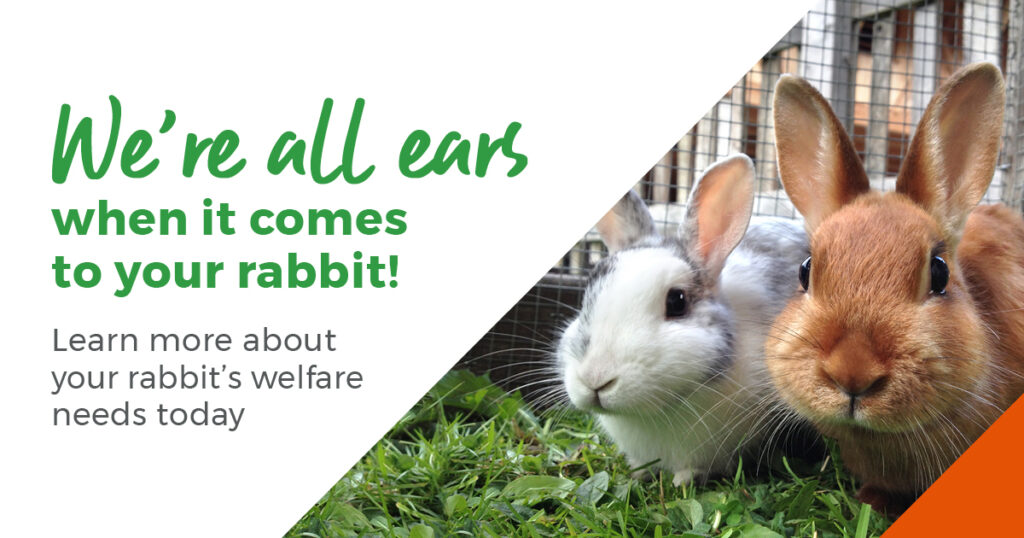 We're all ears when it comes to your rabbit banner