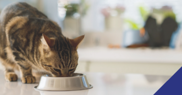 Product recall - cat eating from bowl
