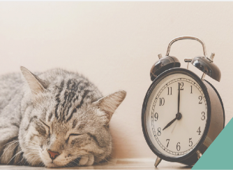 Clocks changing - cat nap 