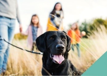 Black dog on lead with family in fields