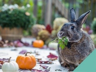 Arthiritus - rabbit with pumpkins