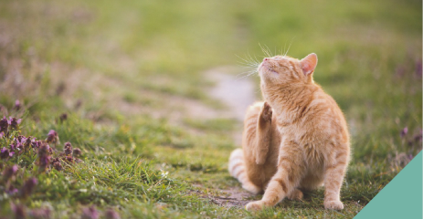 Fleas - ginger cat scratching
