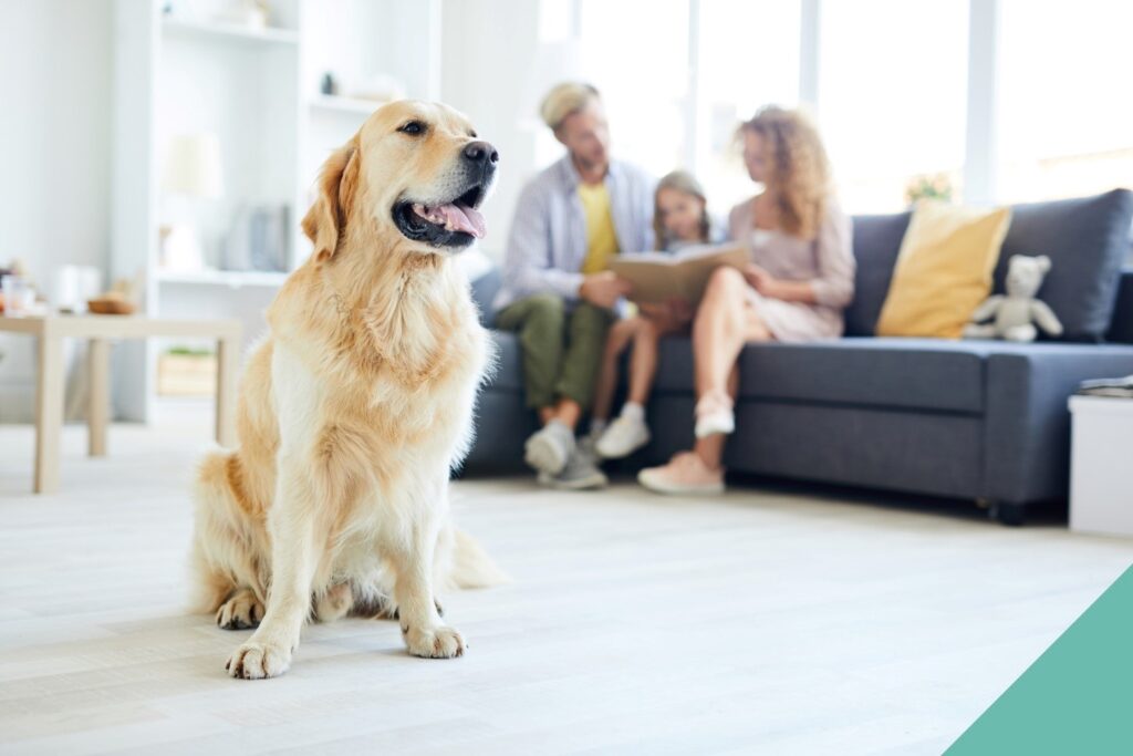Preparing your pet for hoome changes - white dog in living room