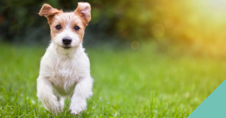 5 benefits to joining our Pet Health for Life plan