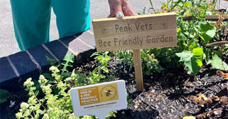 Peak Vets encourage staff and clients to be bee-friendly!