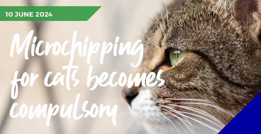 Cat microchipping legislation now confirmed