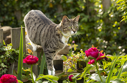Lily Poisoning: Protecting Your Pets from a Hidden Danger