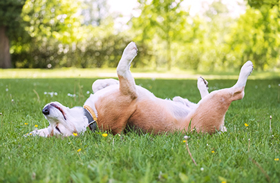 Essential Summer Safety Tips for Keeping Your Pets Healthy and Happy