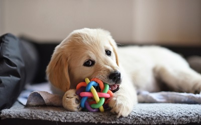 7 behaviours to look out for in a new puppy