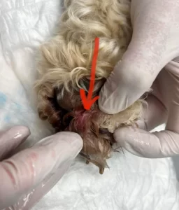 grass seed stuck in dogs foot at peak vets in sheffield