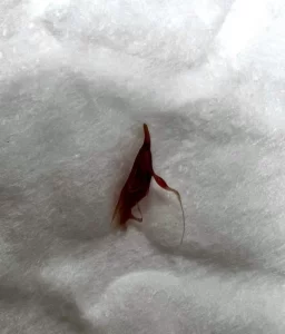 image of a grass seed