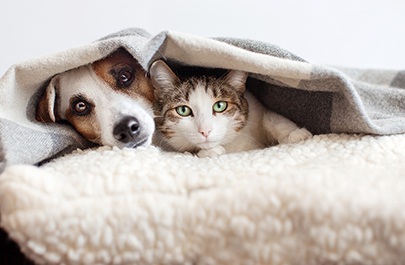 New Year Resolutions For Pet Owners