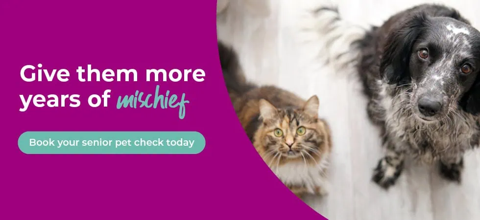 Vets in Sheffield | Vets Near Me | Peak Vets